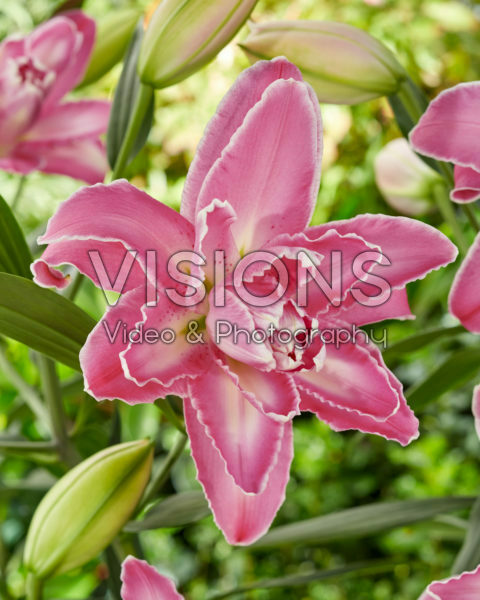 Lilium Lotus Wonder Lilium Lotus Wonder