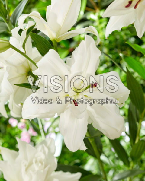 Lilium Lotus Pure