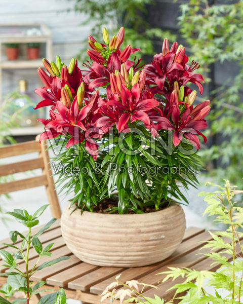 Lilium Happy Love Lilium Happy Love
