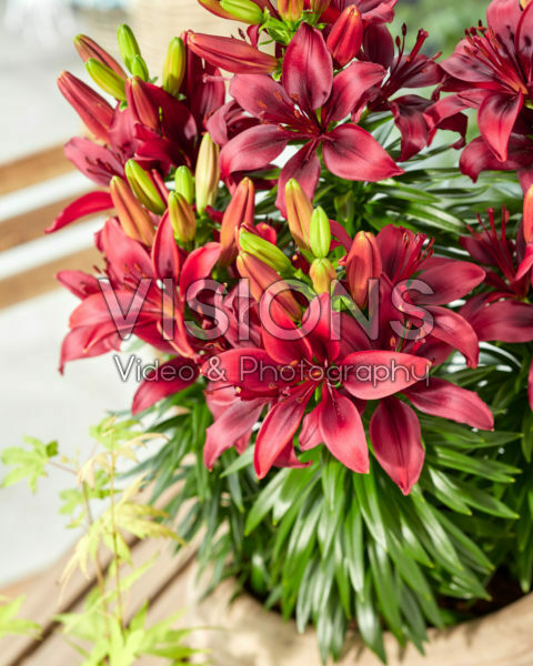 Lilium Happy Love Lilium Happy Love