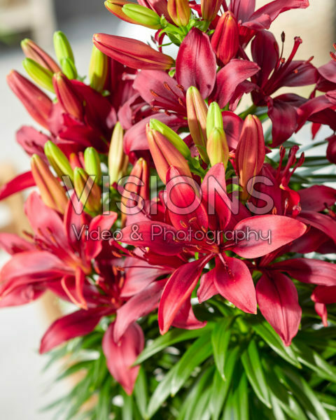 Lilium Happy Love Lilium Happy Love
