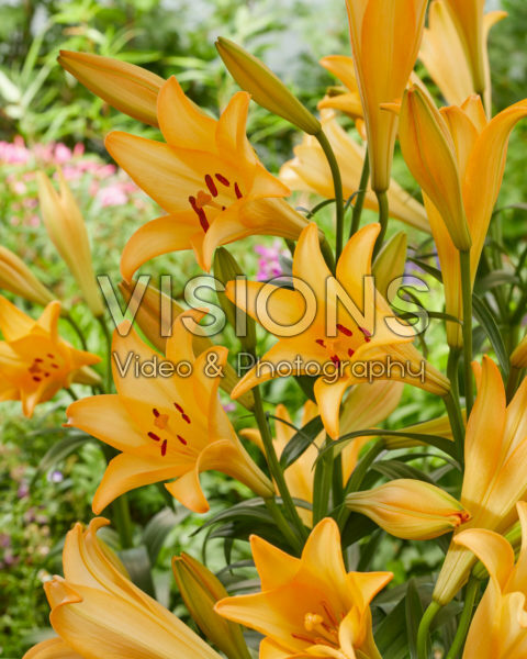 Lilium Difference Lilium Difference