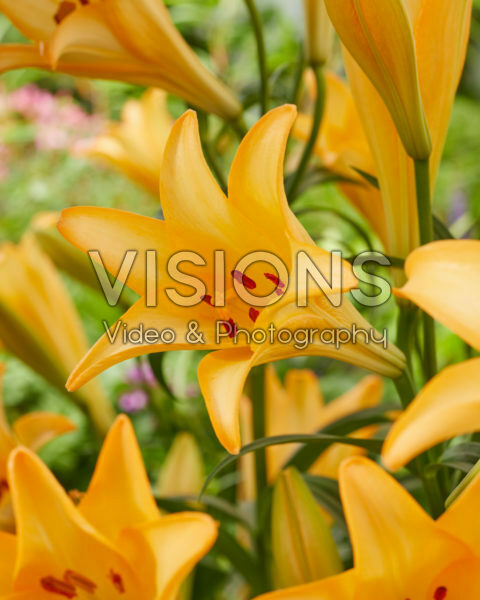 Lilium Difference Lilium Difference
