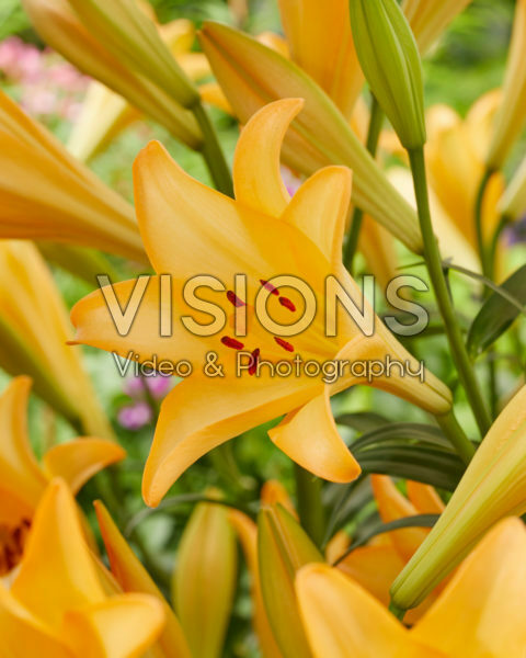 Lilium Difference
