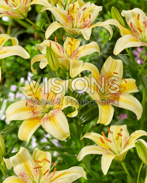 Lilium Vanilla Dance