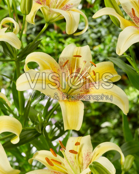 Lilium Vanilla Dance Lilium Vanilla Dance