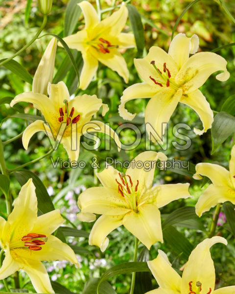 Lilium Gold Fever