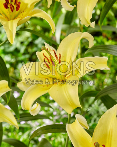 Lilium Gold Fever