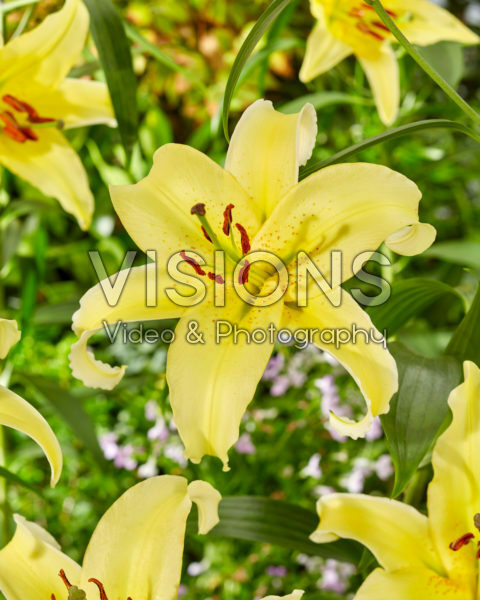 Lilium Gold Fever