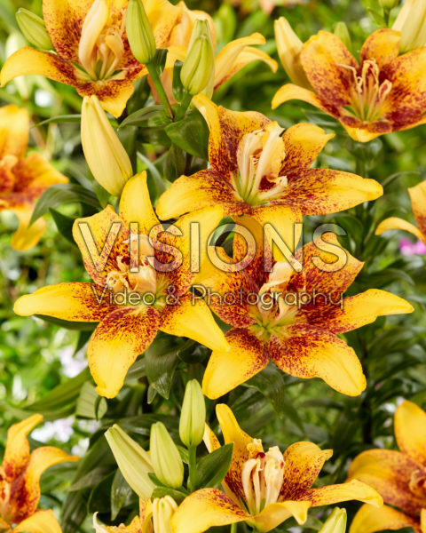 Lilium 16263-3 Lilium 16263-3