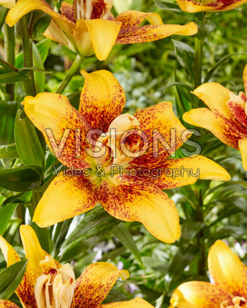 Lilium 16263-3 Lilium 16263-3