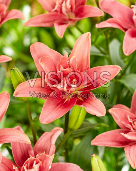 Lilium Double Lady