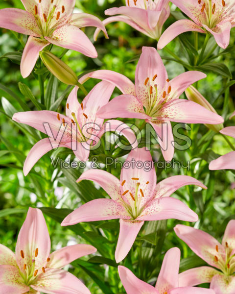 Lilium Pink Dance Lilium Pink Dance