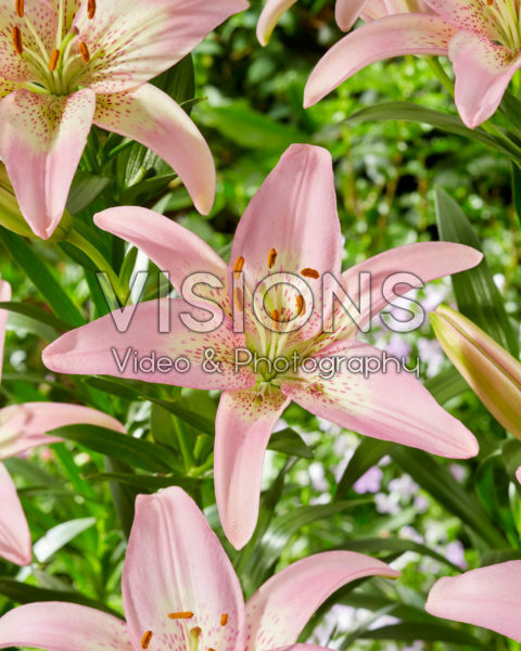 Lilium Pink Dance Lilium Pink Dance