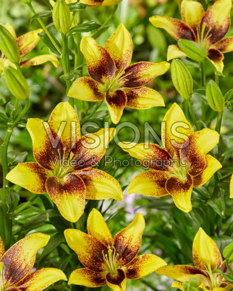 Lilium Golden Pride Lilium Golden Pride