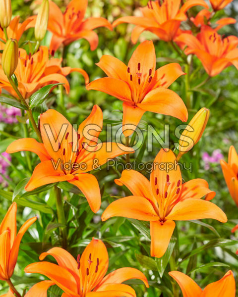 Lilium Shadai