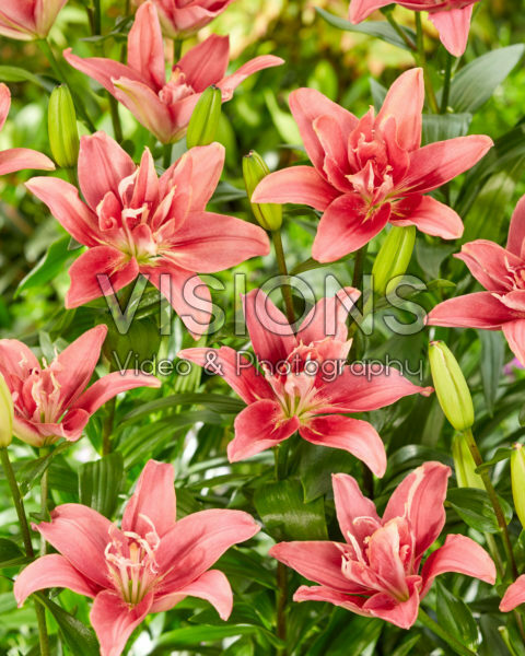 Lilium Double Lady