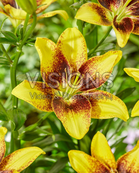 Lilium Golden Pride Lilium Golden Pride
