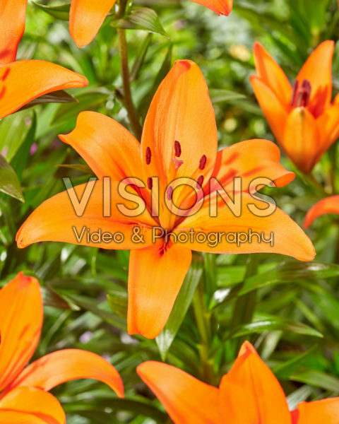 Lilium Shadai Lilium Shadai