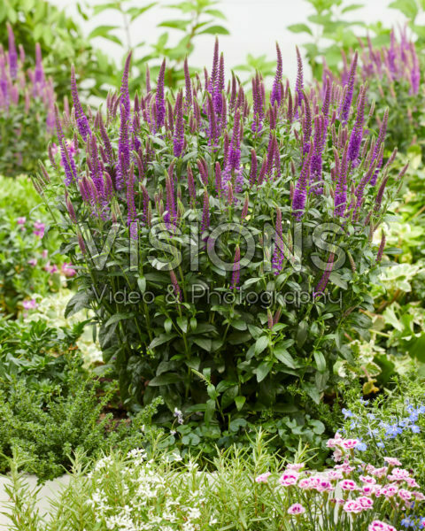 Veronica spicata Purplegum Candles Veronica spicata Purplegum Candles