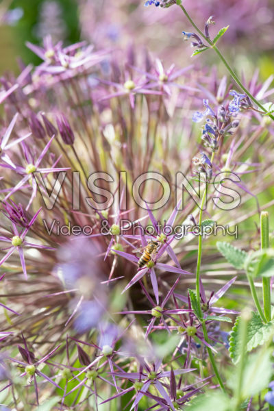Allium cristophii Allium cristophii