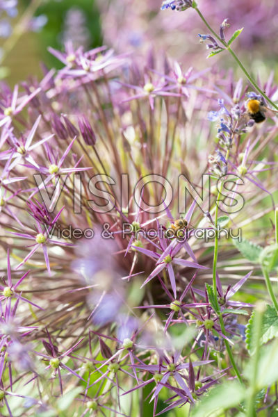 Allium cristophii