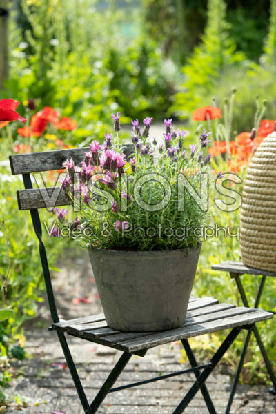 Lavandula stoechas Lavandula stoechas