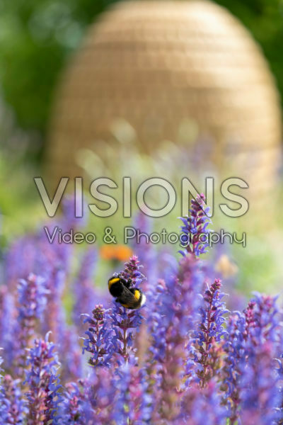 Bumblebee on Salvia nemorosa