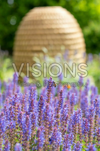 Bij op Salvia nemorosa