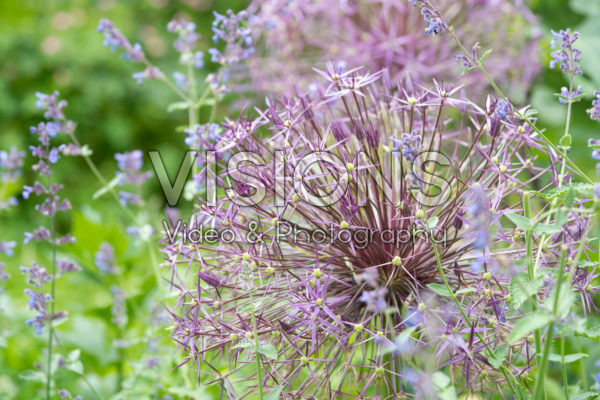 Allium cristophii Allium cristophii