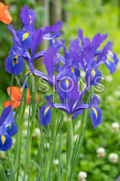 Iris hollandica