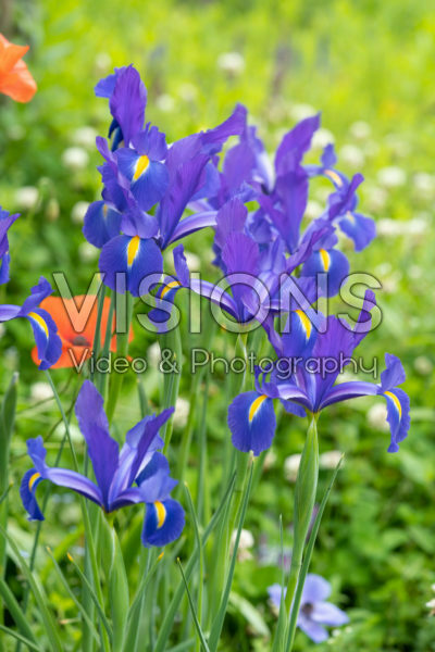 Iris hollandica Iris hollandica