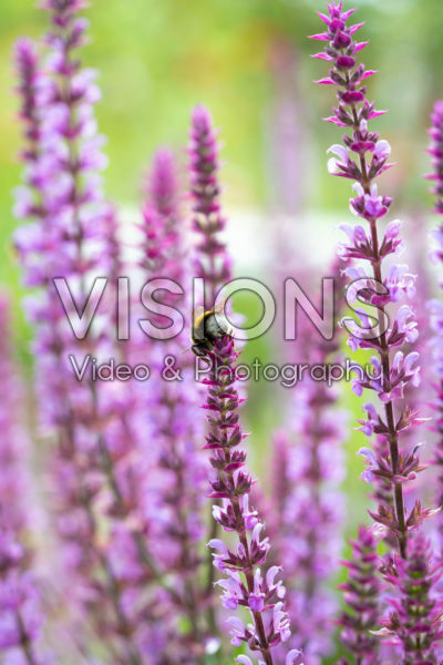 Hommel op Salvia nemorosa Hommel op Salvia nemorosa