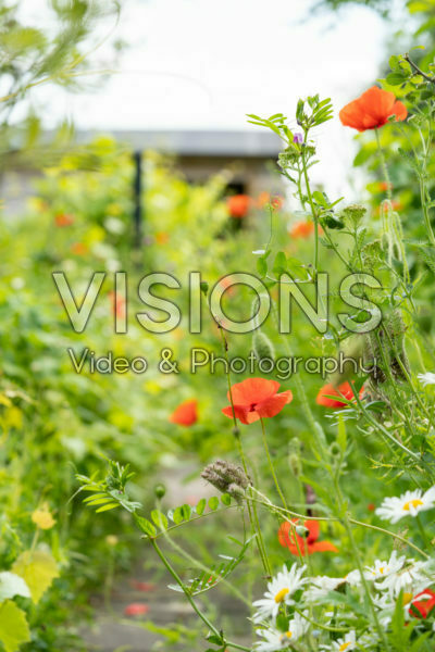 Wilde bloemen