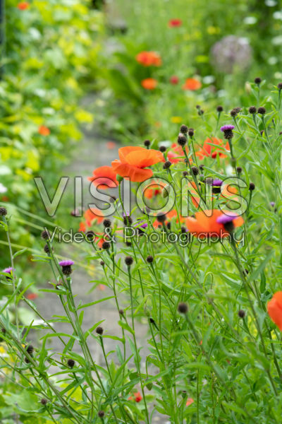 Wild flowers Wild flowers