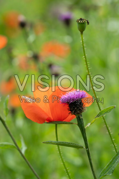Wilde bloemen Wilde bloemen