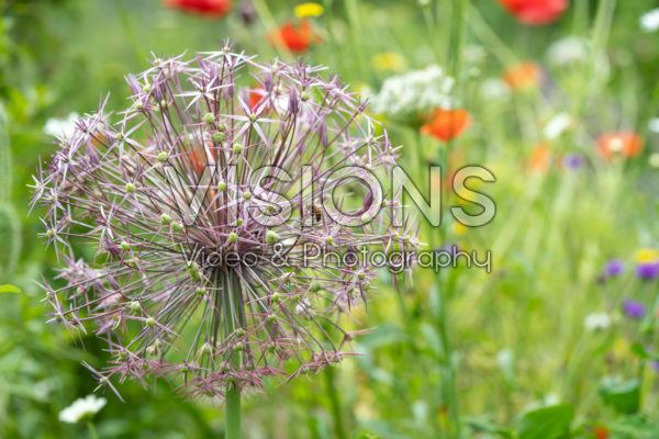Allium cristophii