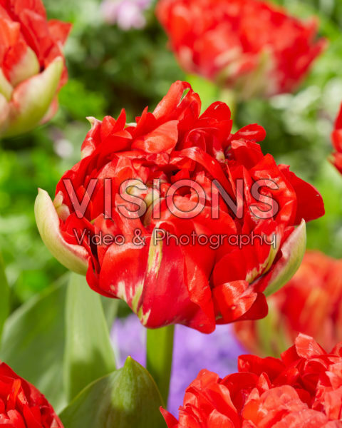 Tulipa Gudoshnik Double Tulipa Gudoshnik Double