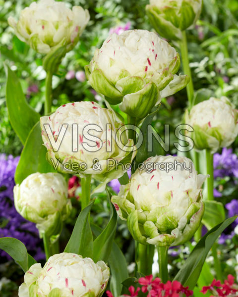 Tulipa Danceline Tulipa Danceline