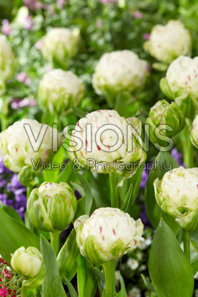 Tulipa Danceline Tulipa Danceline