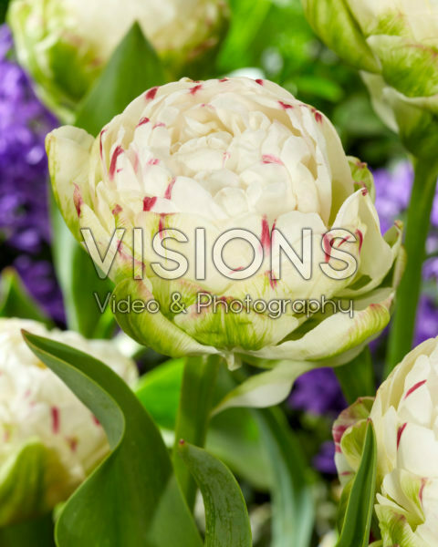 Tulipa Danceline Tulipa Danceline