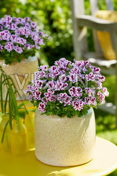 Pelargonium Angel Joy Pelargonium Angel Joy