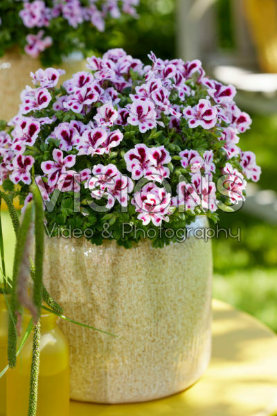 Pelargonium Angel Joy Pelargonium Angel Joy