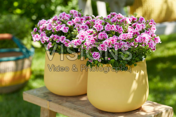 Pelargonium Angel Fay Pelargonium Angel Fay