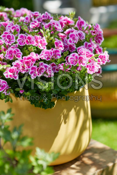 Pelargonium Angel Fay Pelargonium Angel Fay