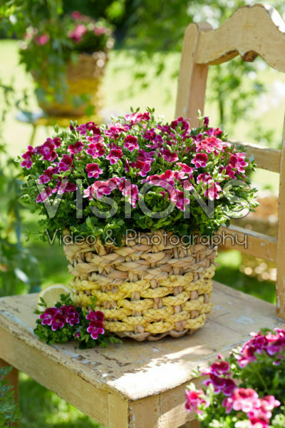 Pelargonium Angel Jet Pelargonium Angel Jet