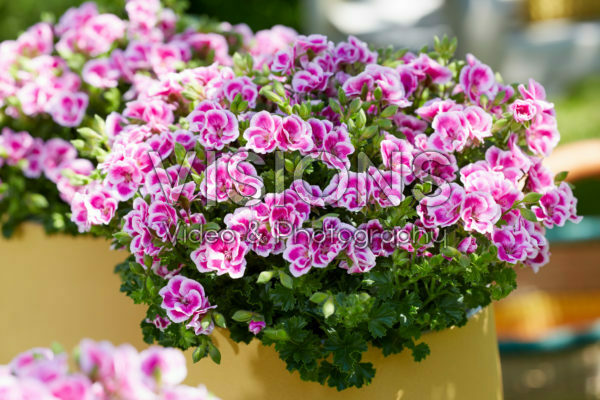 Pelargonium Angel Fay Pelargonium Angel Fay