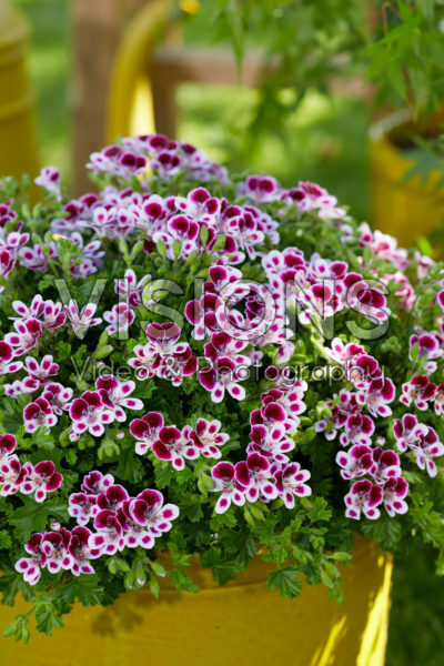 Pelargonium Mosquitaway Nova Pelargonium Mosquitaway Nova