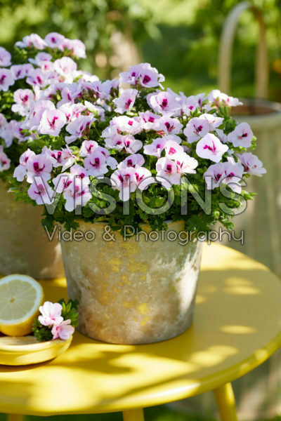 Pelargonium Angel Sophie