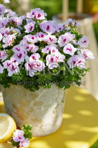 Pelargonium Angel Sophie Pelargonium Angel Sophie